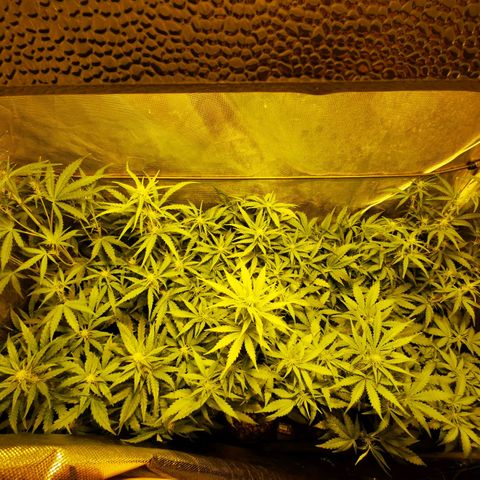 Orange Sherbet Auto growlog timeline photo