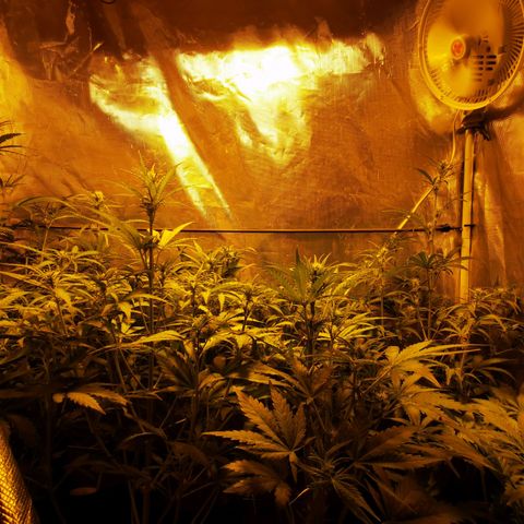 Orange Sherbet Auto growlog timeline photo
