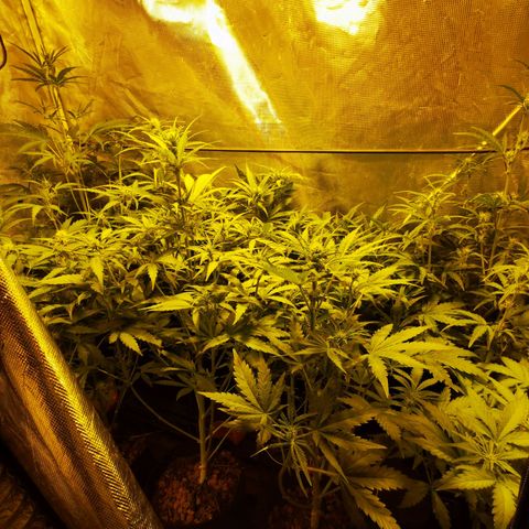 Orange Sherbet Auto growlog timeline photo