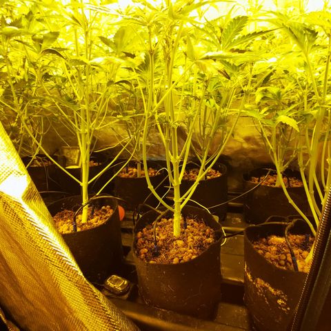 Orange Sherbet Auto growlog timeline photo