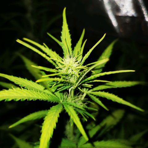 Orange Sherbet Auto growlog timeline photo