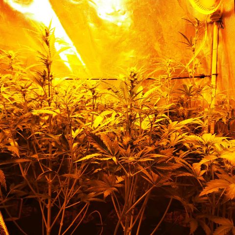 Orange Sherbet Auto growlog timeline photo