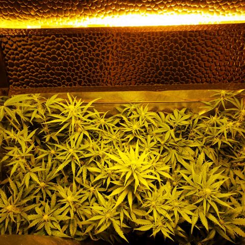 Orange Sherbet Auto growlog timeline photo