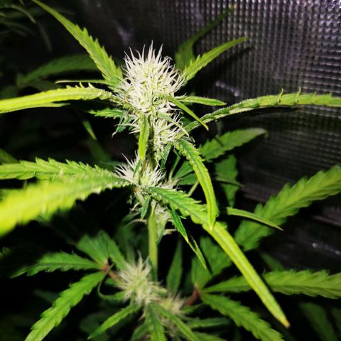 Orange Sherbet Auto growlog timeline photo