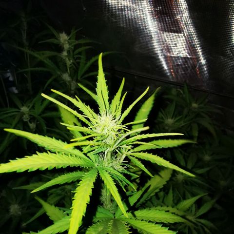 Orange Sherbet Auto growlog timeline photo