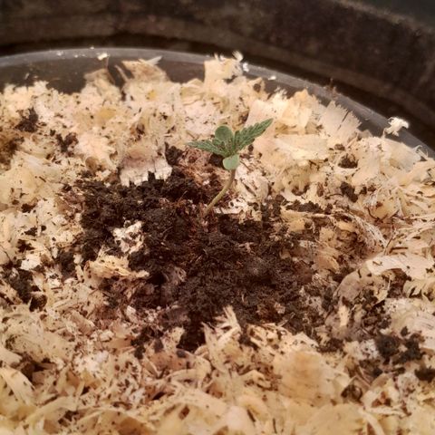Amnesia total growlog timeline photo