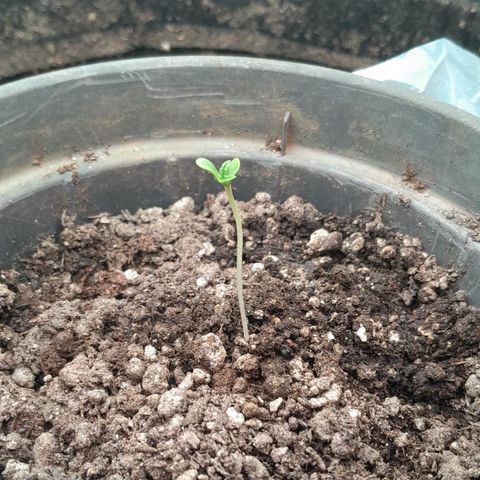 Amnesia total growlog photo: cotiledones