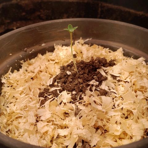 Amnesia total growlog timeline photo