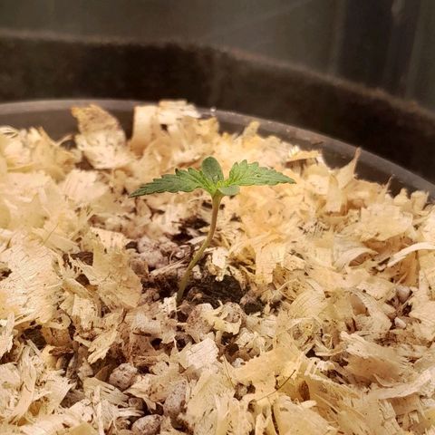 Amnesia total growlog timeline photo