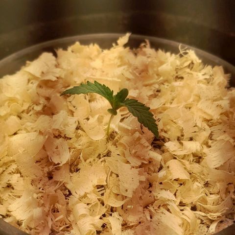 Amnesia total growlog timeline photo