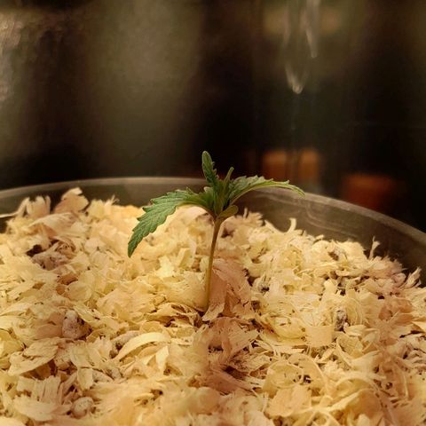 Amnesia total growlog timeline photo
