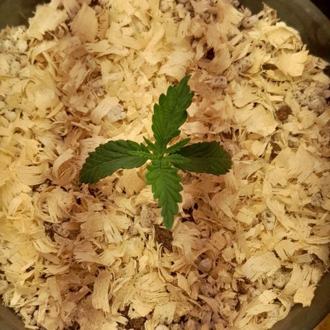 Amnesia total growlog timeline photo
