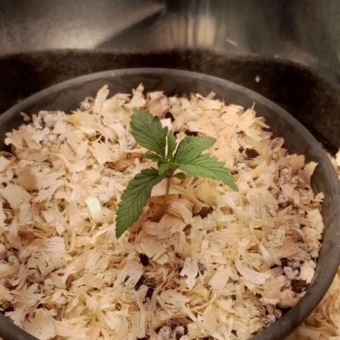 Amnesia total growlog timeline photo
