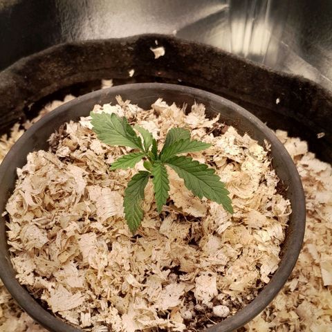 Amnesia total growlog photo: folhas ainda curvas e pequenas manchas nas folhas velhas
