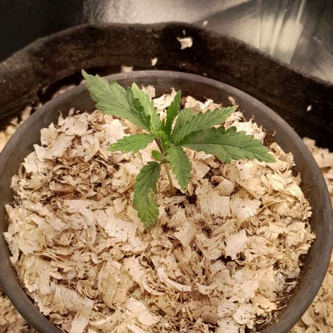 Amnesia total growlog photo: planta segue em crescimento, porem manchas continuam aparecendo nas folhas