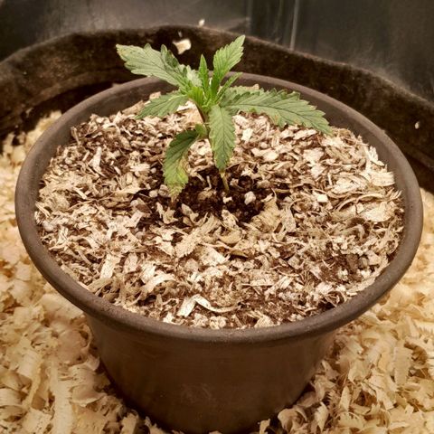 Amnesia total growlog photo: folhas continuavam enferrujando, apos pesquisas removi cerca de 4cm do solo, adicionei 2 colherem de farinha de ossos e po de rochas para trazer Ca e micronutrientes, depois cobri com turfa e perlita regada com ME e uns trem.