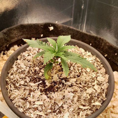 Amnesia total growlog timeline photo