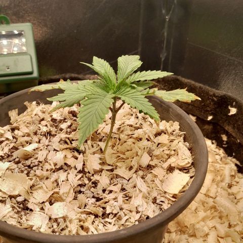 Amnesia total growlog timeline photo
