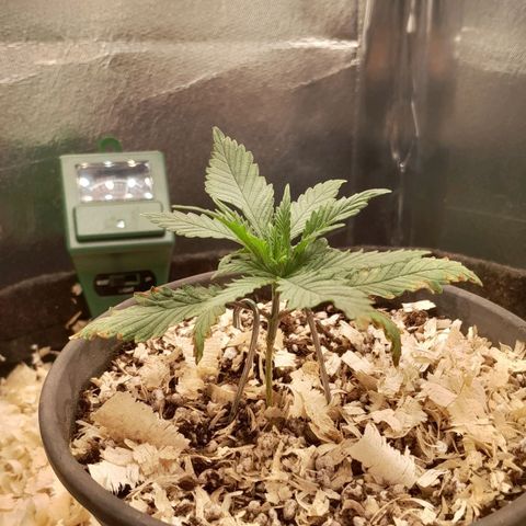 Amnesia total growlog timeline photo