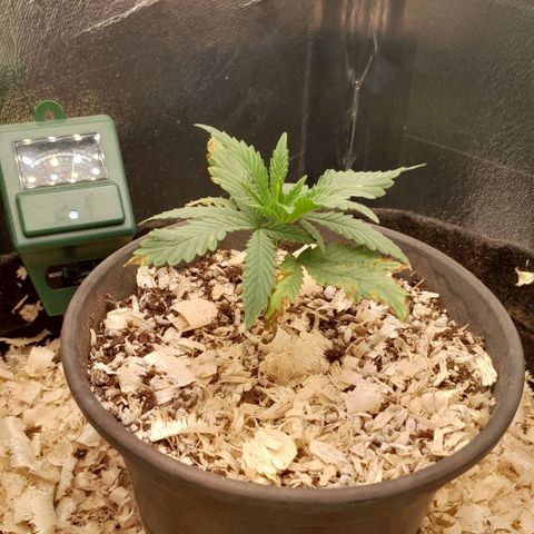 Amnesia total growlog timeline photo
