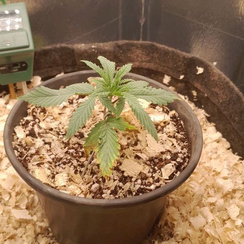 Amnesia total growlog timeline photo