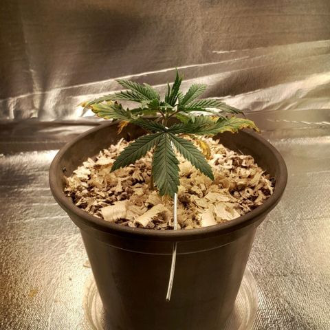 Amnesia total growlog timeline photo