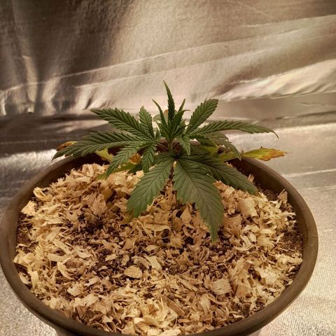 Amnesia total growlog timeline photo