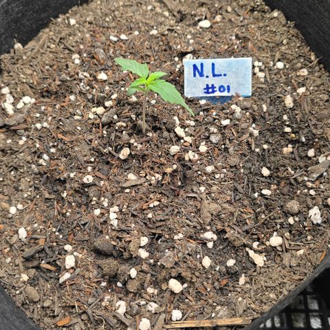 Northern Lights #1 growlog timeline photo