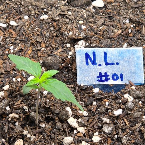Northern Lights #1 growlog timeline photo