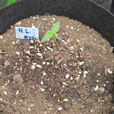 Northern Lights #2 growlog timeline photo