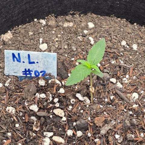 Northern Lights #2 growlog timeline photo