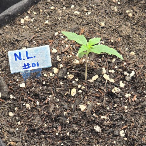 Northern Lights #1 growlog timeline photo