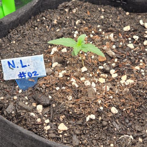 Northern Lights #2 growlog timeline photo
