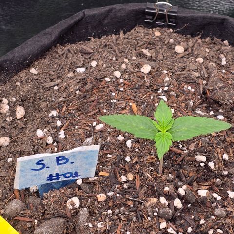 Northern Lights #2 growlog timeline photo