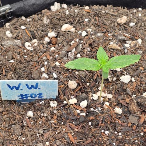 Northern Lights #2 growlog timeline photo