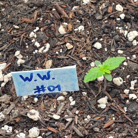 Northern Lights #2 growlog timeline photo