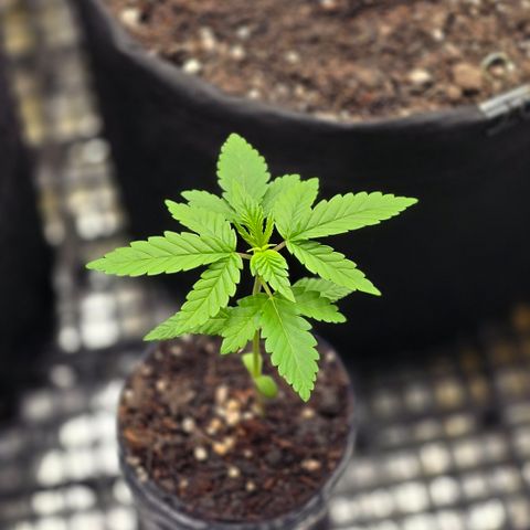 Northern Lights #2 growlog timeline photo
