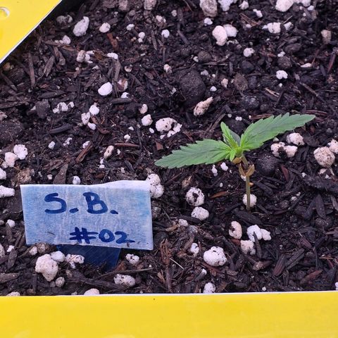Northern Lights #2 growlog timeline photo