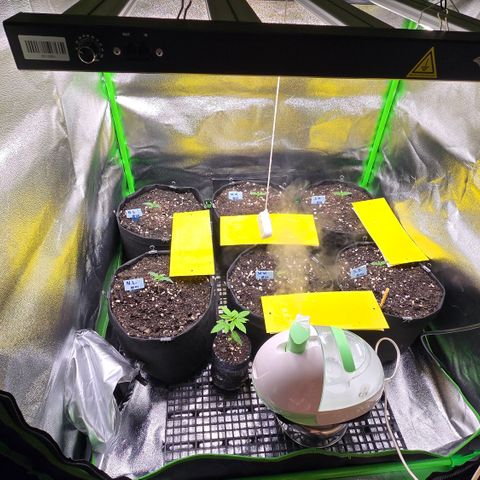 Northern Lights #2 growlog timeline photo