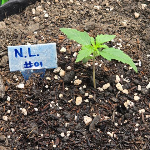 Northern Lights #2 growlog timeline photo