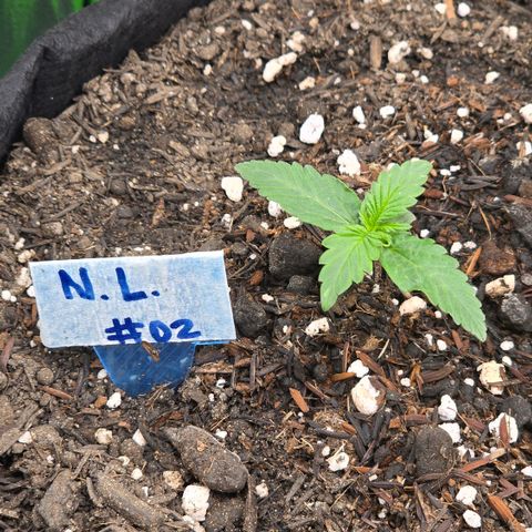 Northern Lights #2 growlog timeline photo