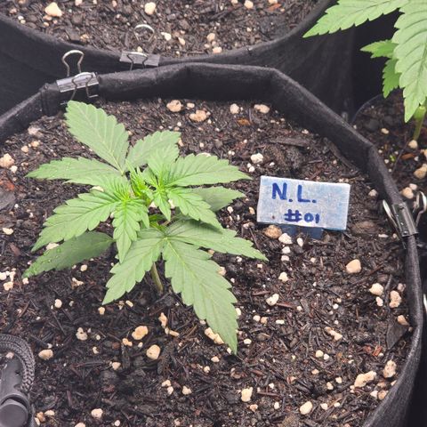 Northern Lights #1 growlog timeline photo