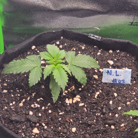 Northern Lights #2 growlog timeline photo