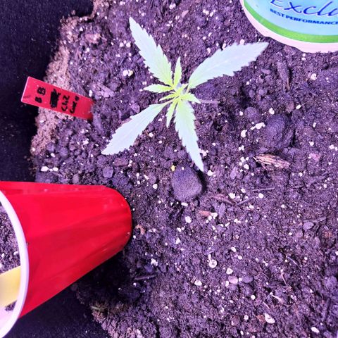 Blueberry cheesecake  growlog timeline photo