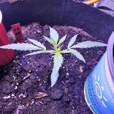 Blueberry cheesecake  growlog timeline photo