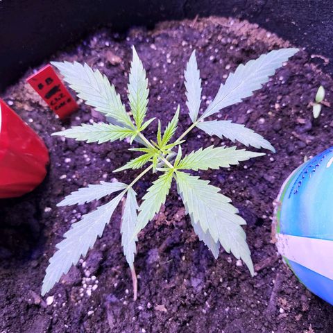 Blueberry cheesecake  growlog timeline photo