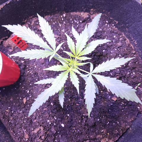 Blueberry cheesecake  growlog timeline photo