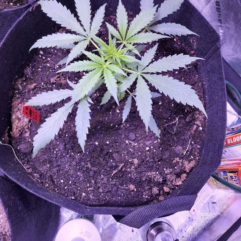 Blueberry cheesecake  growlog timeline photo
