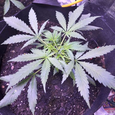 Blueberry cheesecake  growlog timeline photo