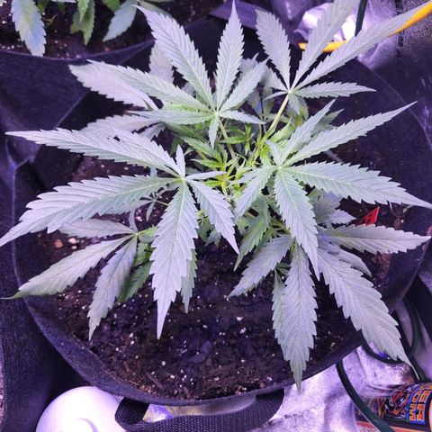 Blueberry cheesecake  growlog timeline photo